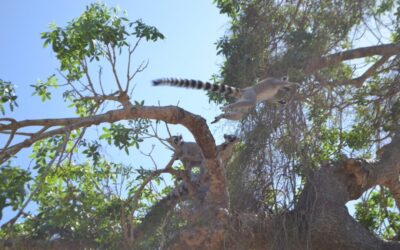 La caça furtiva posa en perill a les espècies autòctones de Madagascar