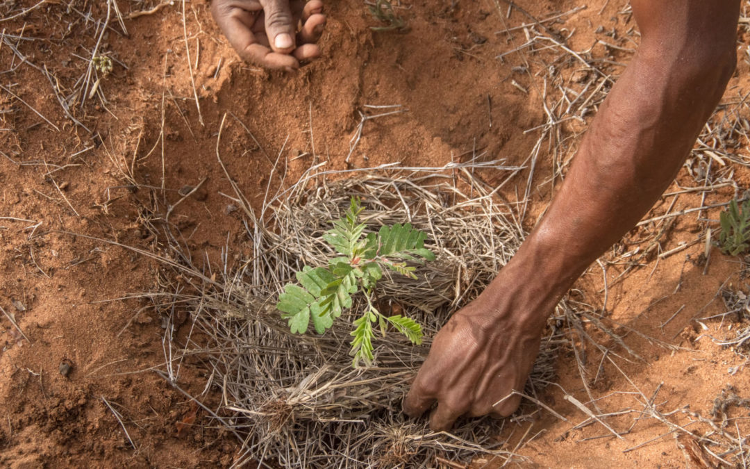 Micro-Reserva d’Endemismes del Sud-oest de Madagascar